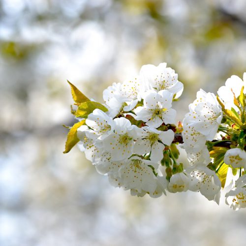 農家のさくらんぼ栽培記録　さくらんぼの花が満開！