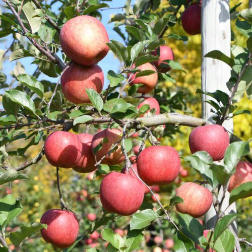 【りんご収穫祭り2018】今年もやります！丸末農業のりんご祭りのご案内
